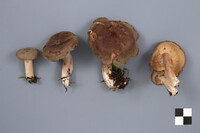 Lactarius mammosus image